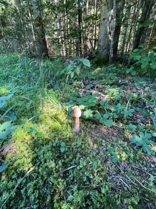 Parasol mushroom — 2