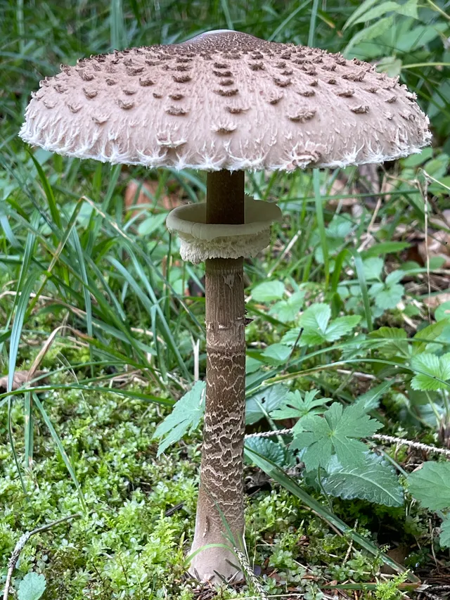 Parasol mushroom
