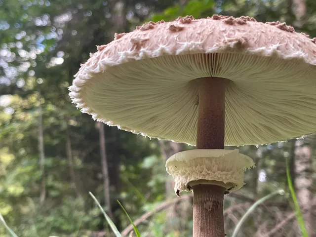 Parasol mushroom