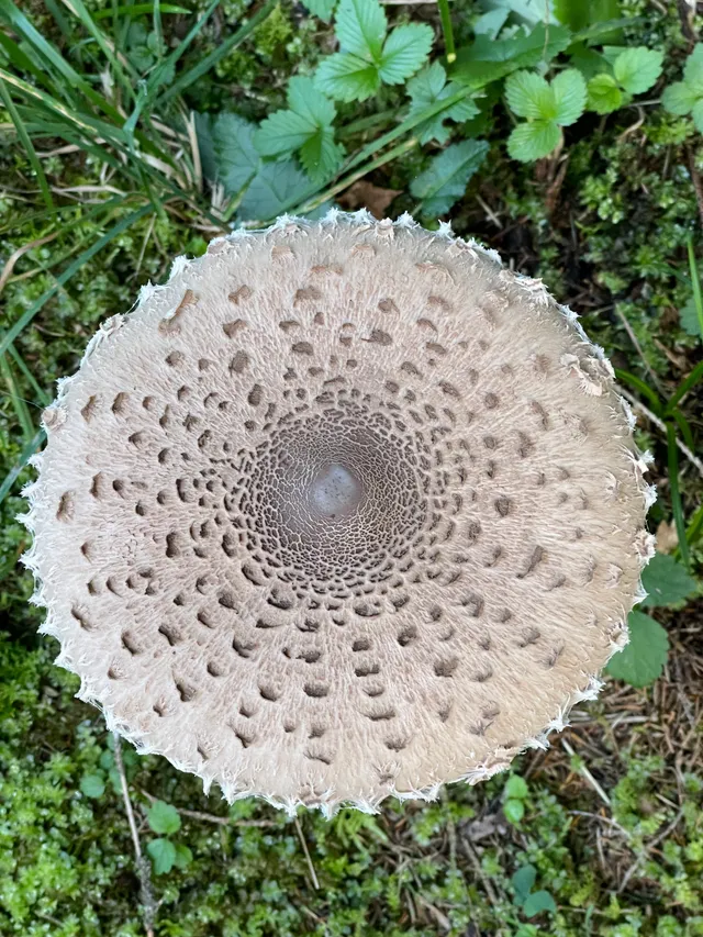 Parasol mushroom