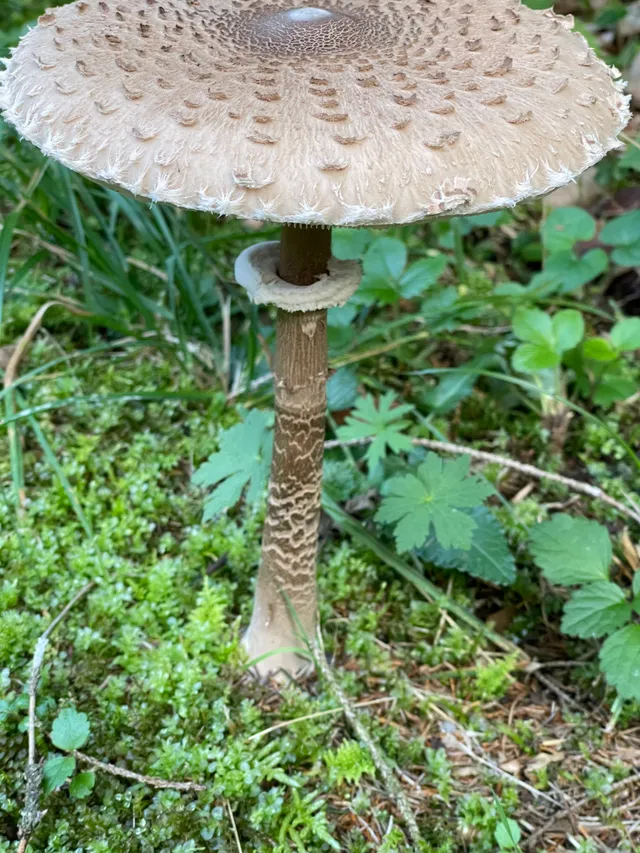 Parasol mushroom