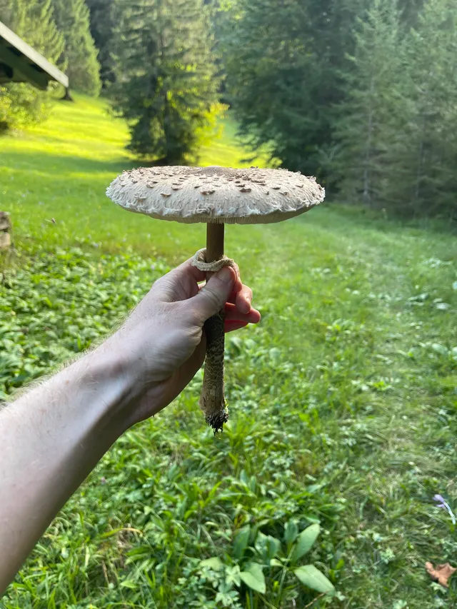 Parasol mushroom