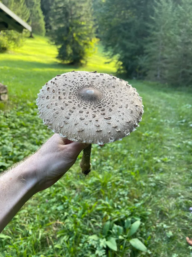 Parasol mushroom