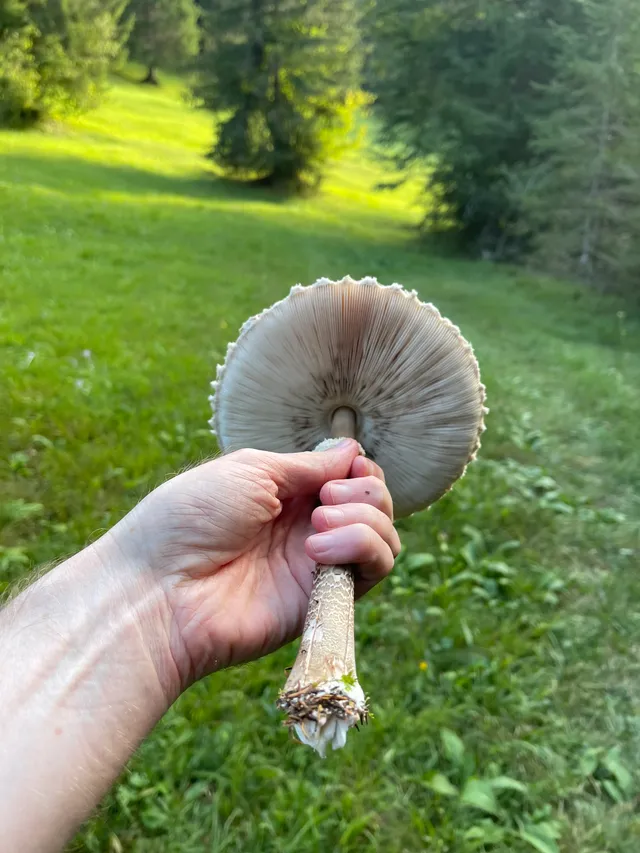 Parasol mushroom