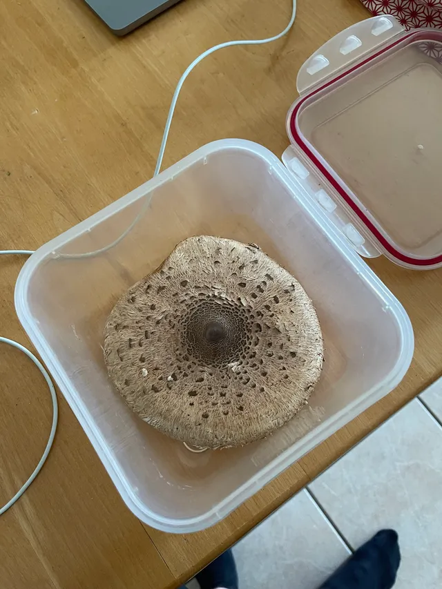 Parasol mushroom