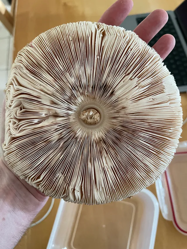 Parasol mushroom