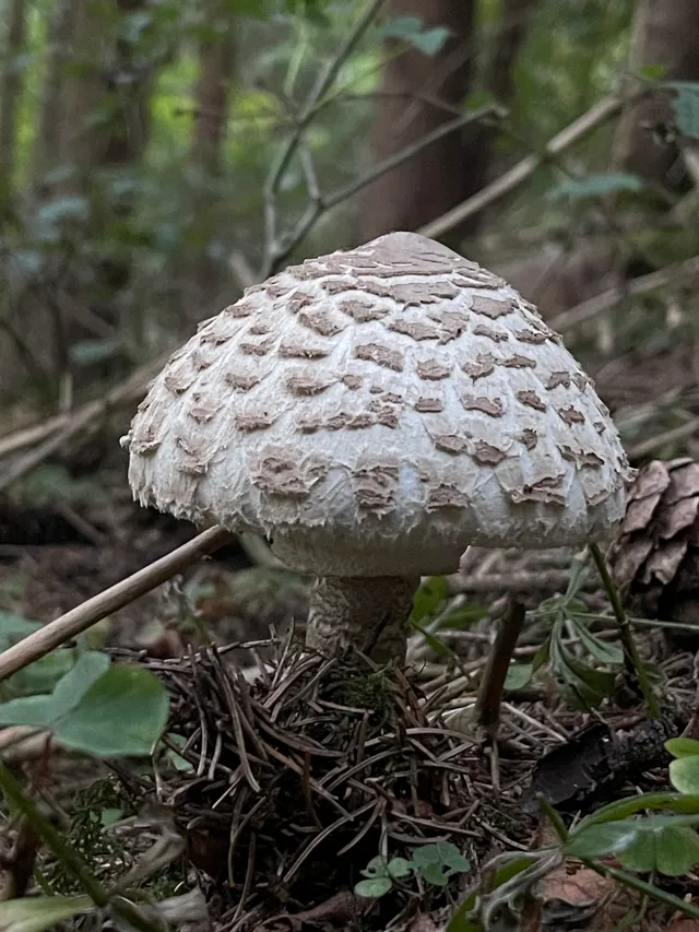 Parasol mushroom