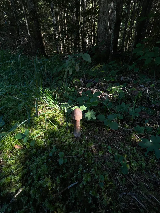 Parasol mushroom