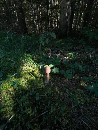 Parasol mushroom — 3