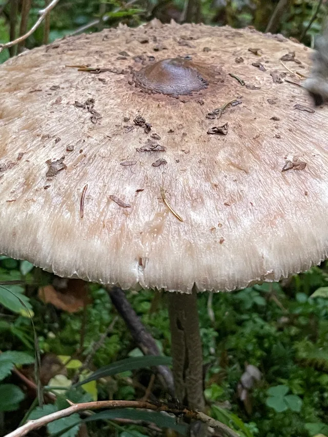 Parasol mushroom