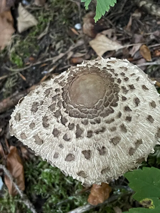 Parasol mushroom