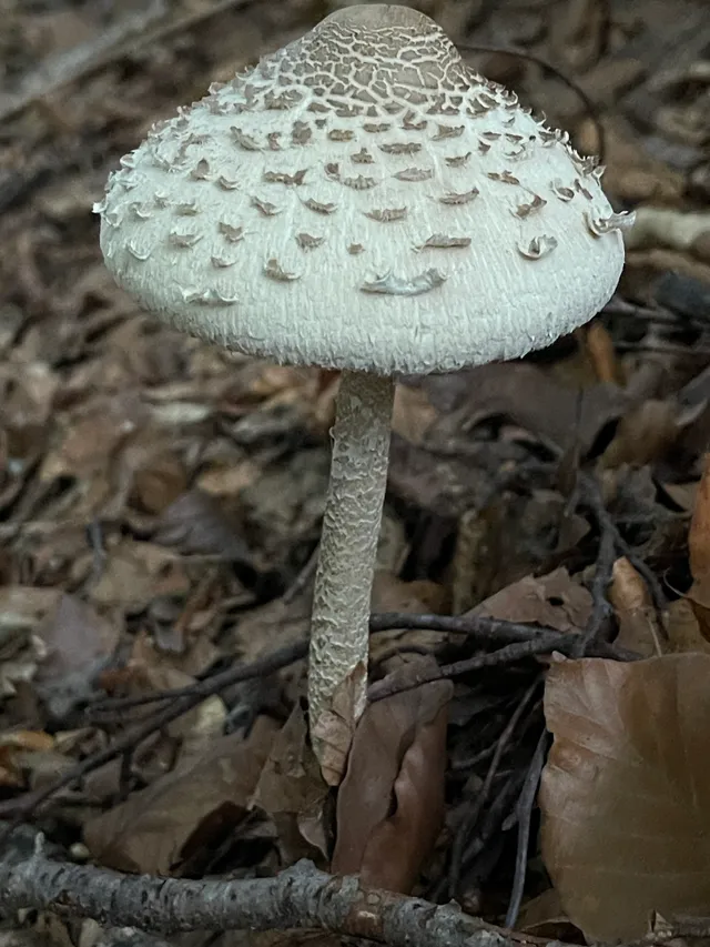 Parasol mushroom