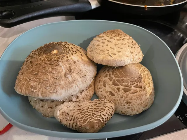 Parasol mushroom