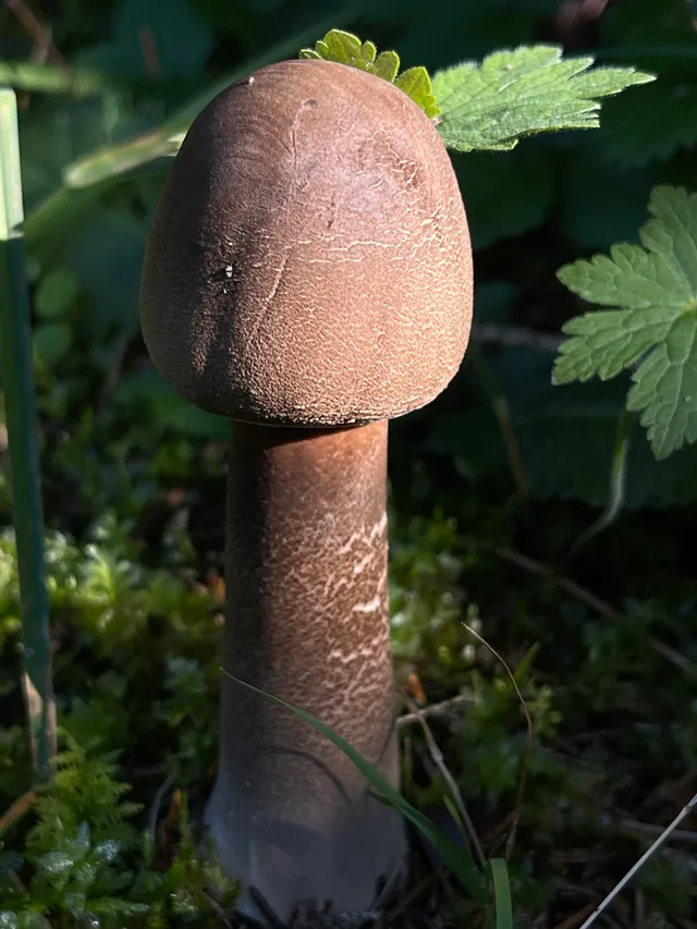 Parasol mushroom