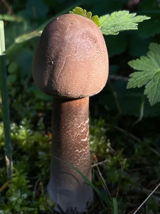 Parasol mushroom — 4