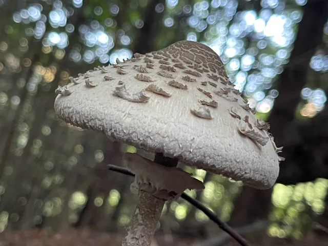 Parasol mushroom
