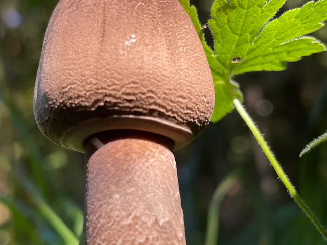 Parasol mushroom