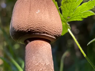 Parasol mushroom — 5