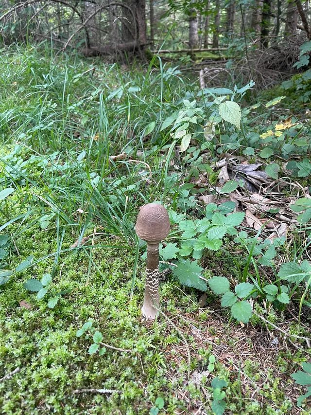 Parasol mushroom