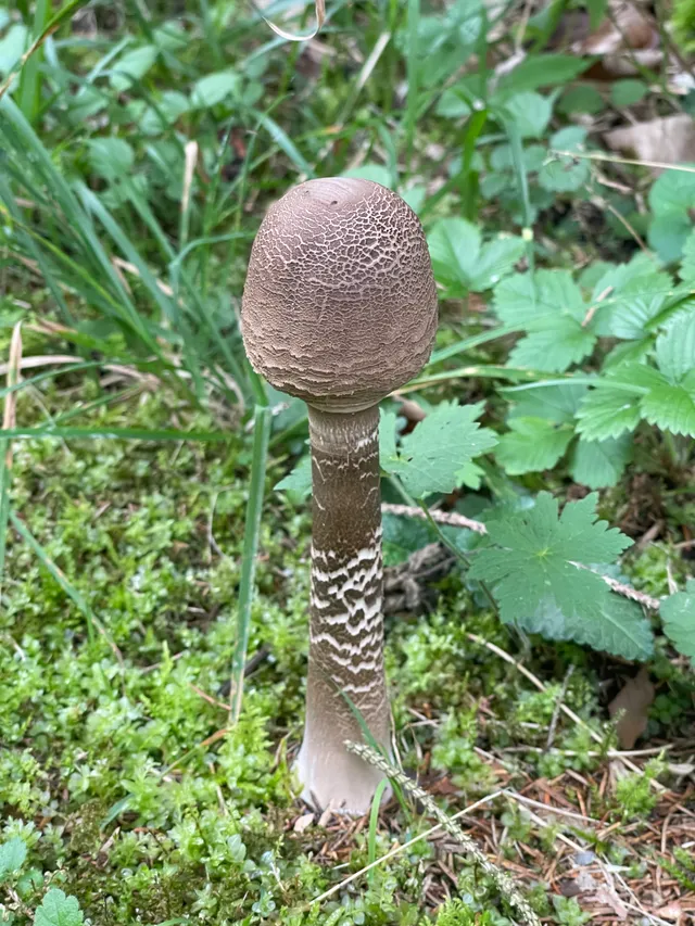 Parasol mushroom