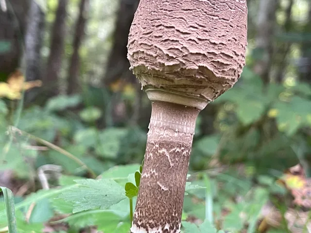 Parasol mushroom