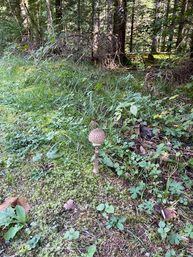 Parasol mushroom