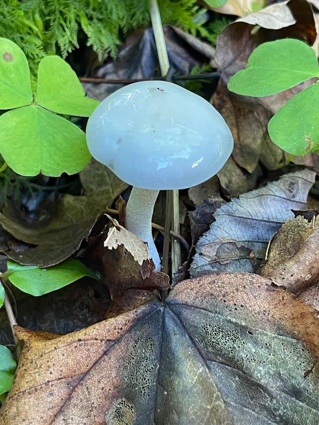 Porcelain Fungus