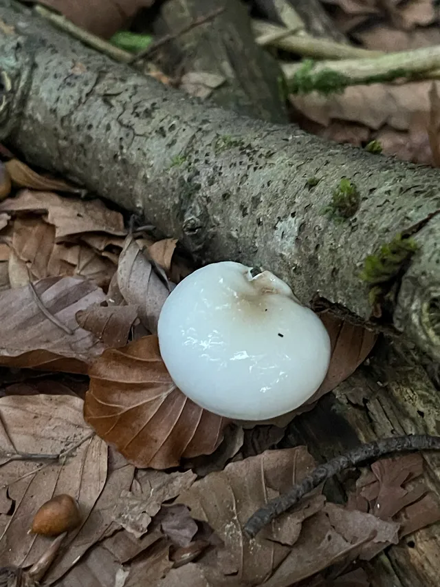 Porcelain Fungus