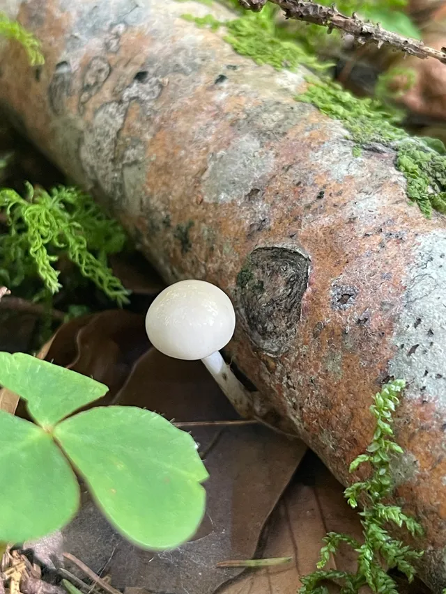 Porcelain Fungus