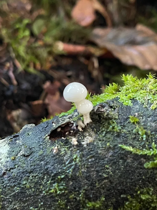 Porcelain Fungus