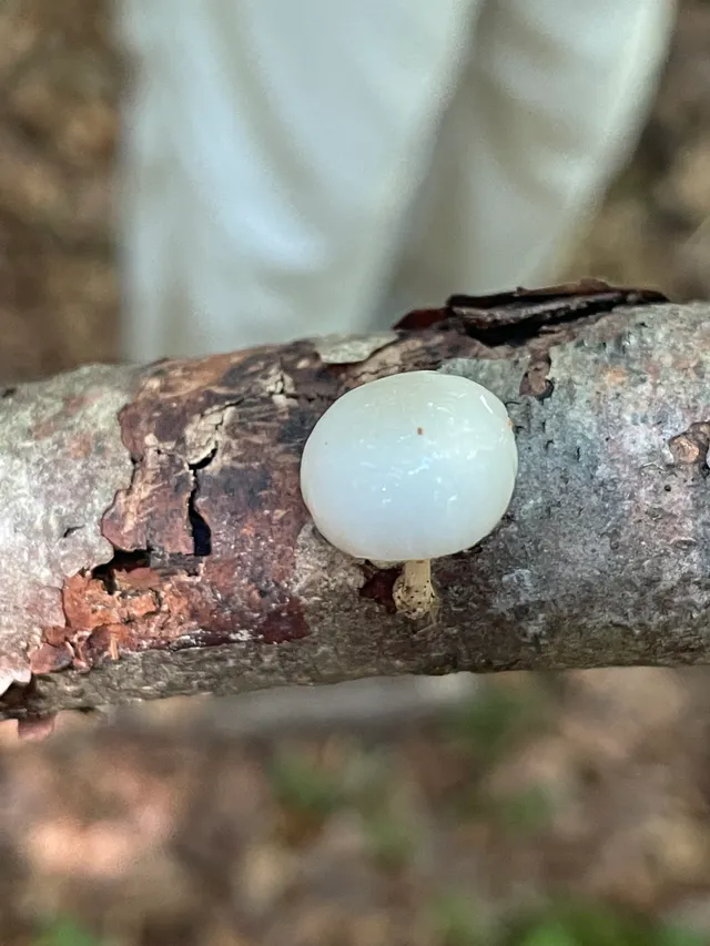 Porcelain Fungus