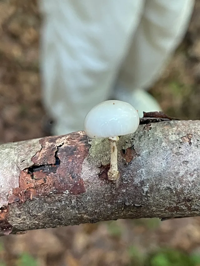 Porcelain Fungus