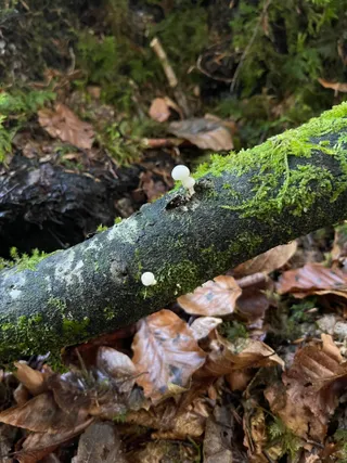 Porcelain Fungus — 5