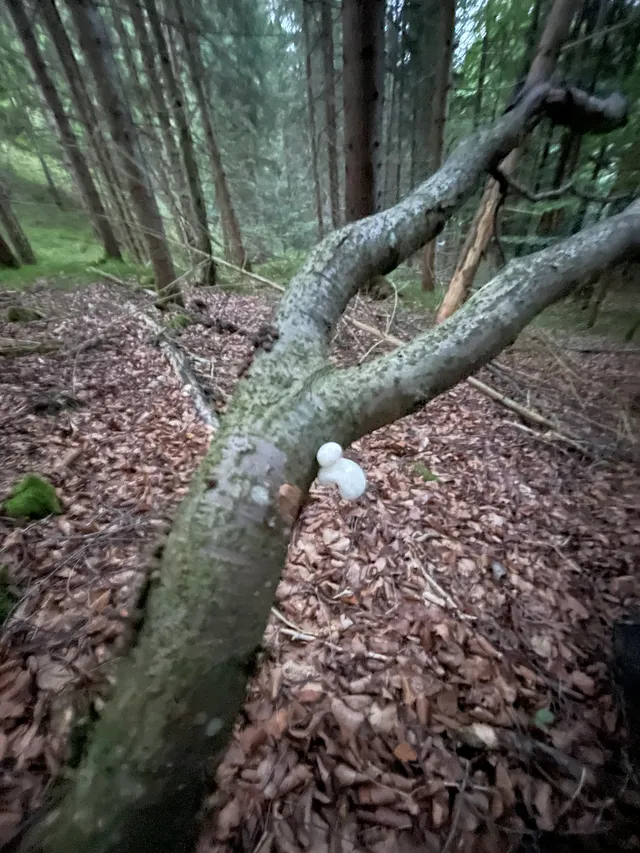 Porcelain Fungus
