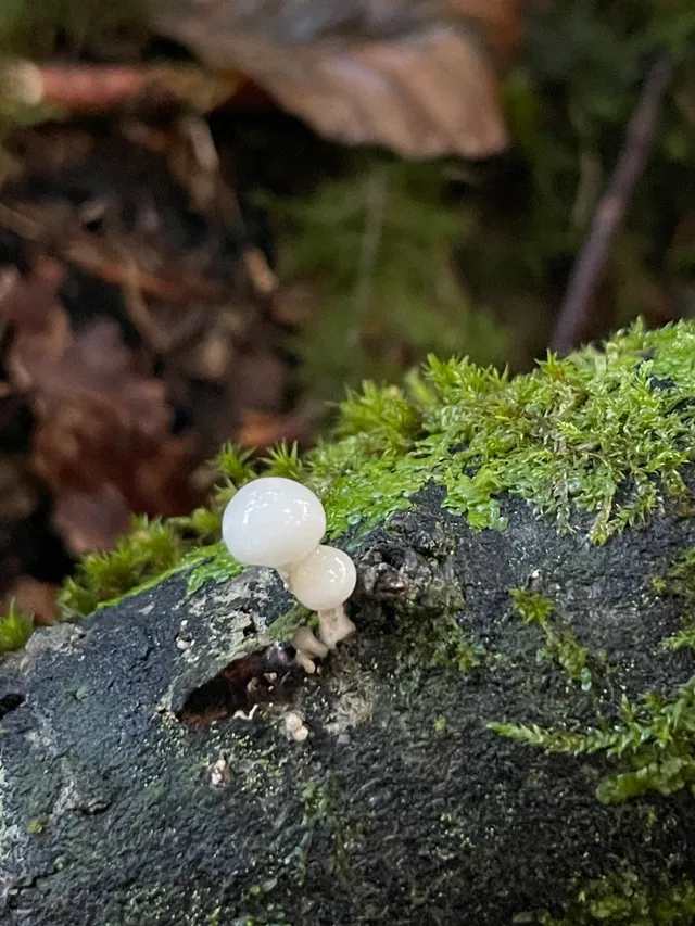 Porcelain Fungus