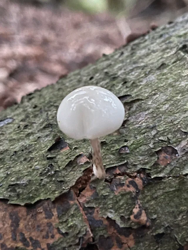 Porcelain Fungus