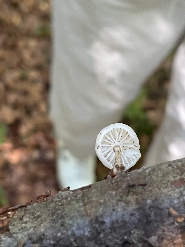Porcelain Fungus