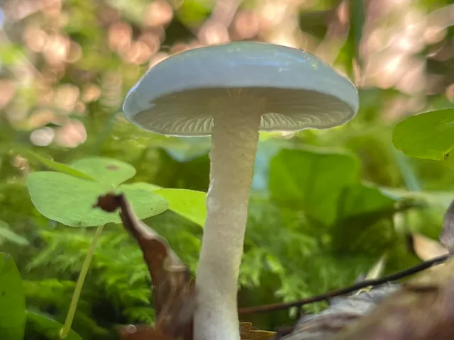 Porcelain Fungus