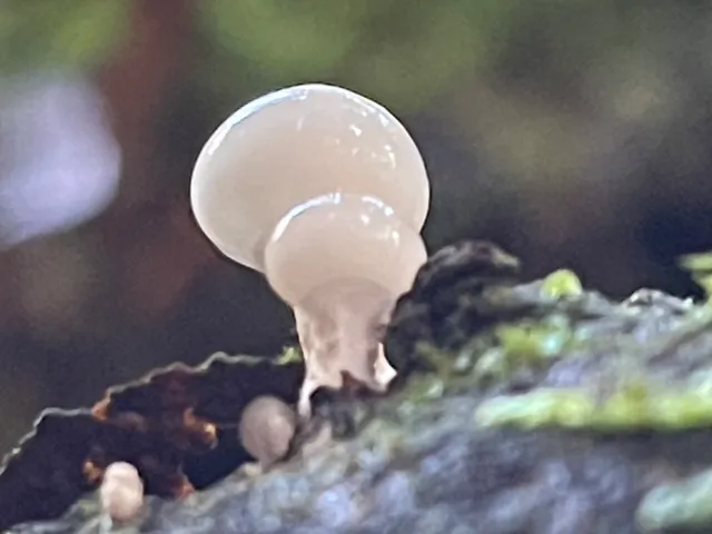 Porcelain Fungus
