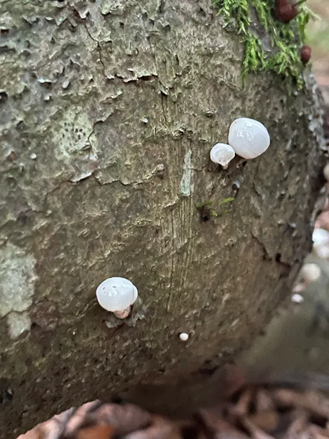 Porcelain Fungus