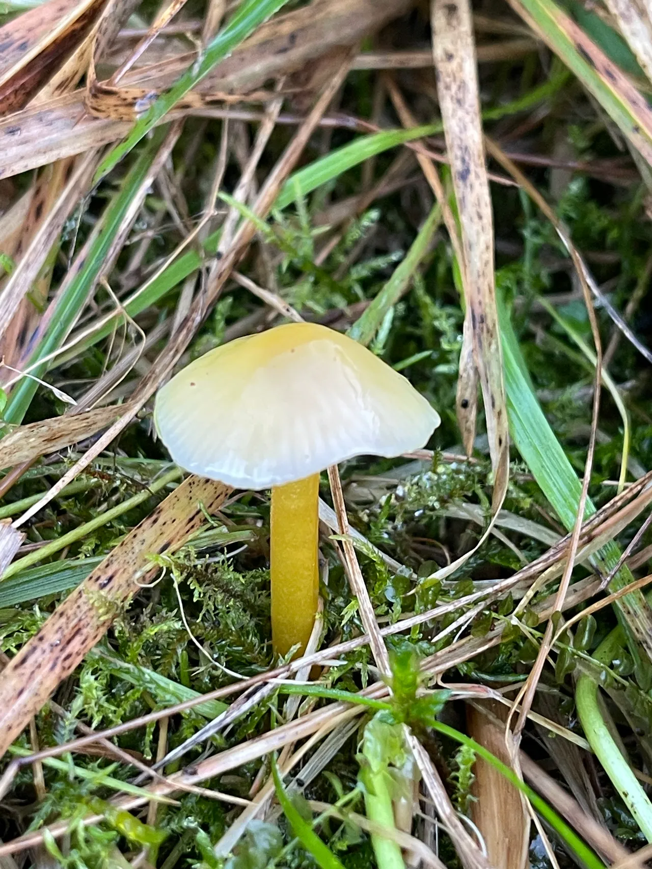 Yellowleg bonnet — 1