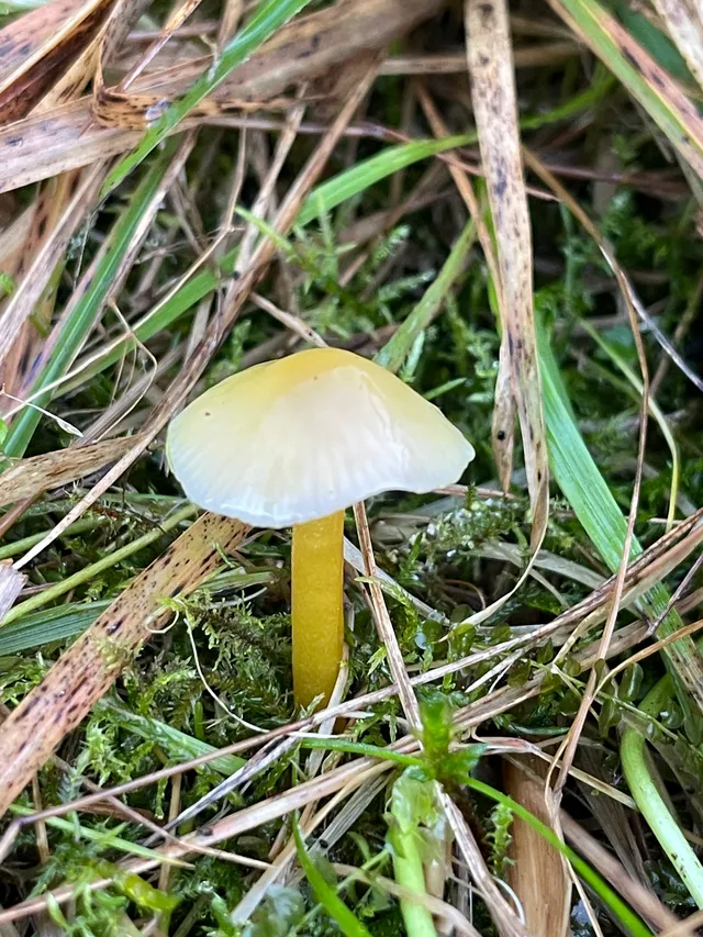 Yellowleg bonnet
