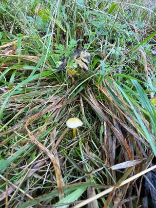 Yellowleg bonnet — 2