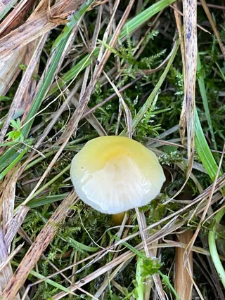 Yellowleg bonnet — 3