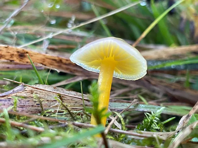 Yellowleg bonnet