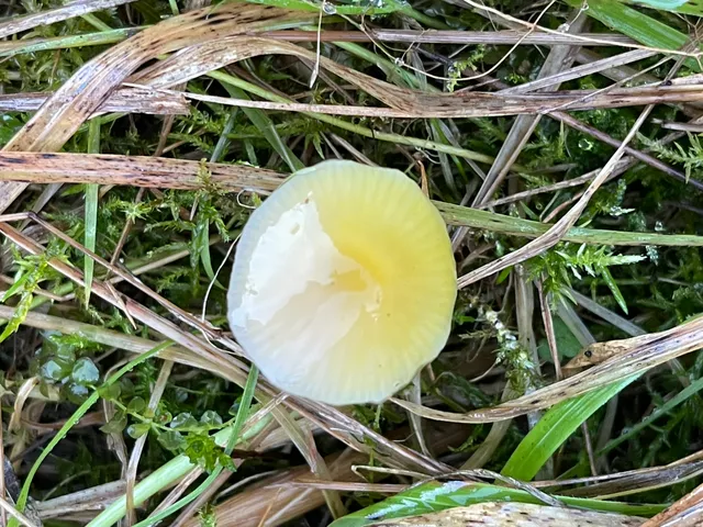 Yellowleg bonnet