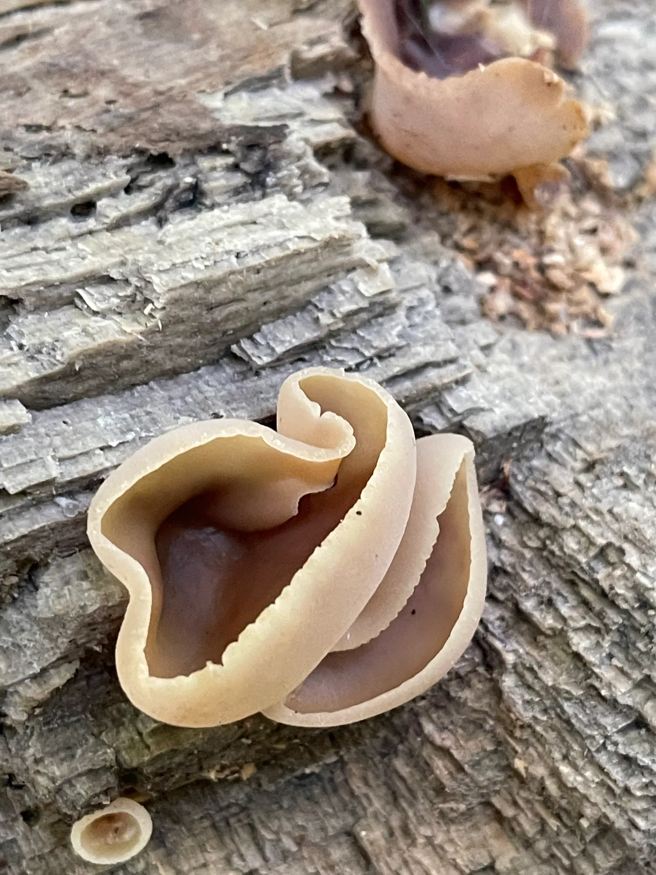Tan Ear — 1