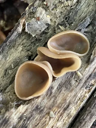 Tan Ear — 2