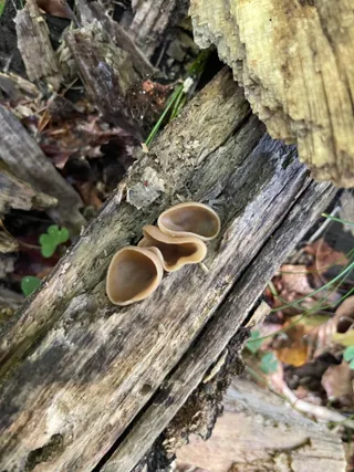 Tan Ear — 3