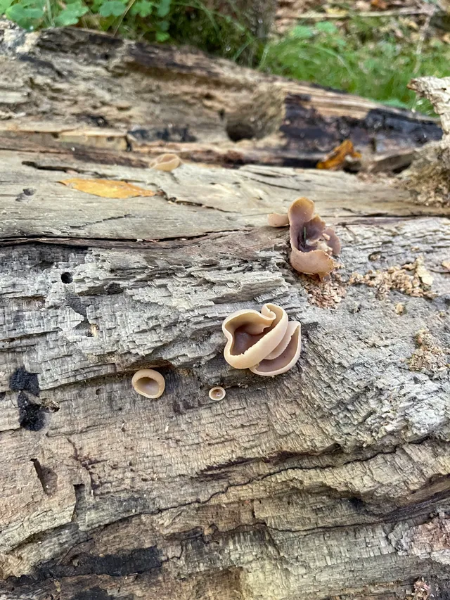 Tan Ear